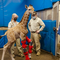 Bracing For Her Future: Baby Giraffe Fitted With Orthotic