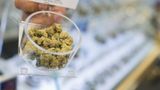 Oregon as early state to legalize pot was mecca for biz opportunity, then came regs, hard times