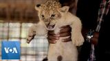 Animal Welfare Organization Arrives in Sudan to Assist Starving Lions