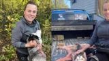 Montana woman facing animal cruelty charges after mistakenly shooting, skinning husky pup