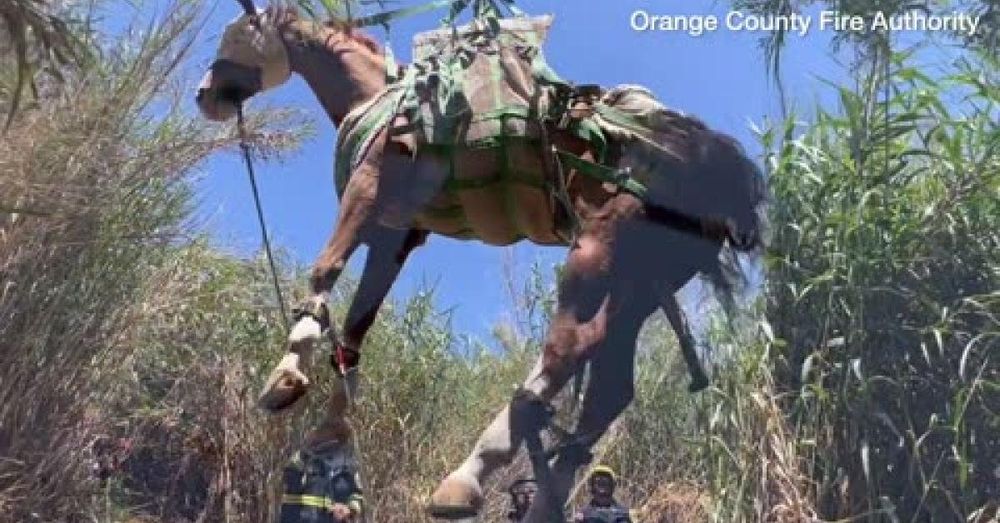 Horse smuggling raises new concerns over U.S. screwworm threat