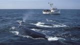 Federal whale protection strategy ‘partners’ with offshore wind and has no new mitigation rules