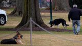 Biden dog takes a poop by the White House Diplomatic Room