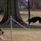 Biden dog takes a poop by the White House Diplomatic Room