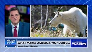 Mountain Goat Rescued from Kansas City Bridge