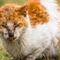 Legislation outlawing cat declawing up for final passage in Illinois House