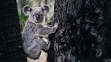 Australia says the koala is now an endangered species