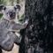 Australia says the koala is now an endangered species