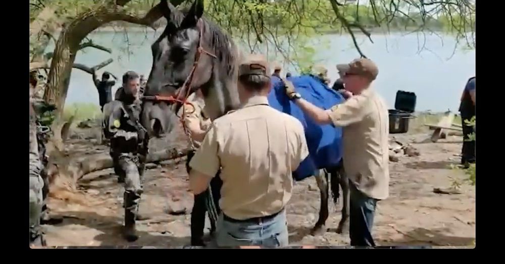 Federal land managers removing all wild horses from area in northwestern Colorado