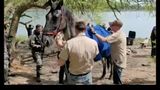 Federal land managers removing all wild horses from area in northwestern Colorado