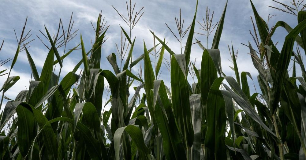 The Illinois Corn Growers Association says investment in the Grain Council boosts ethanol exports