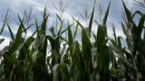 The Illinois Corn Growers Association says investment in the Grain Council boosts ethanol exports