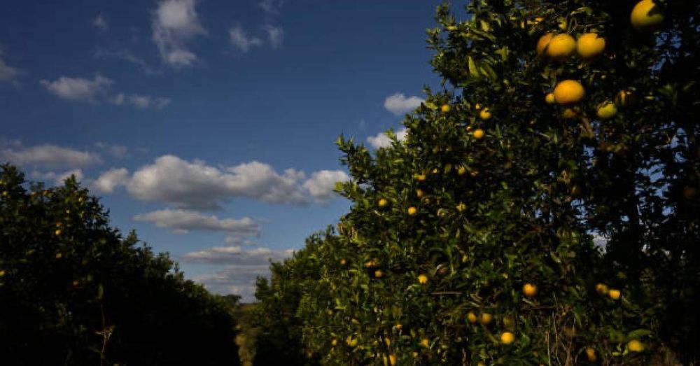 Report says Florida's citrus industry crop is down 90% from two decades before