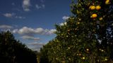 Report says Florida's citrus industry crop is down 90% from two decades before