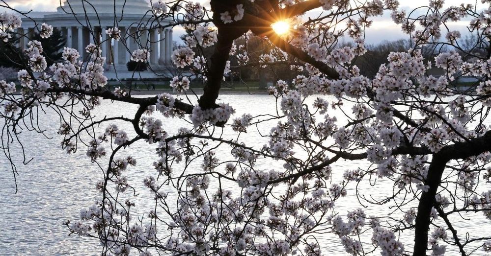Media blaming climate change for early cherry blossom blooms ignores cause of heat, experts say