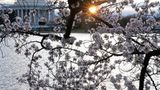 Media blaming climate change for early cherry blossom blooms ignores cause of heat, experts say