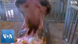 Happy Hippos Get Teeth Cleaned at Prague Zoo