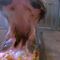 Happy Hippos Get Teeth Cleaned at Prague Zoo