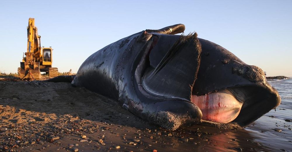 Whales abandoned by environmental groups, but advocates take opposition to offshore wind to SCOTUS