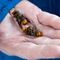 First murder hornet nest of 2021 discovered in Washington state
