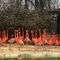 Wild fox kills 25 flamingos and a duck at Smithsonian's National Zoo