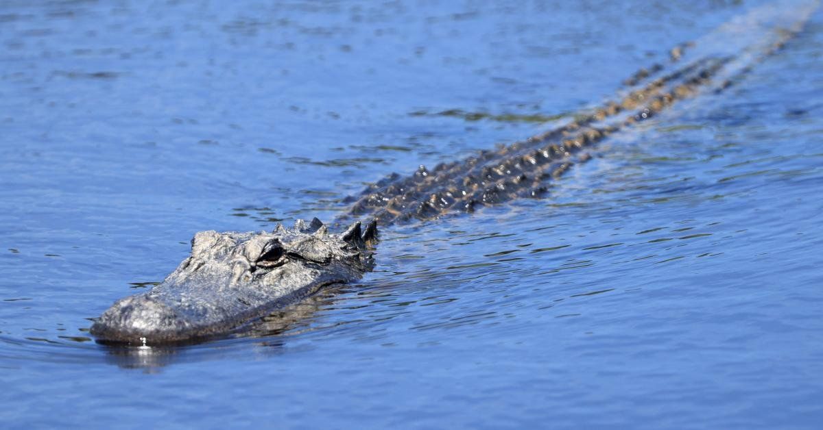 Alligator kills woman walking her dog in South Carolina, police say - Real America's Voice News