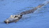 Alligator kills woman walking her dog in South Carolina, police say