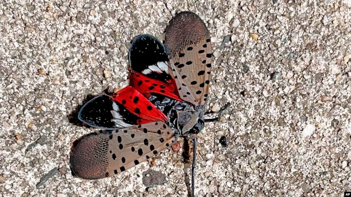 US Fights Invasive Spotted Lanternfly