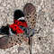 US Fights Invasive Spotted Lanternfly