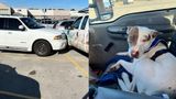 Police: ‘Reckless driver’ in Walmart car accident turned out to be a dog