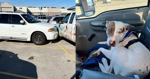 Police: ‘Reckless driver’ in Walmart car accident turned out to be a dog