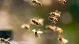 Florida interstate swarmed with 1 million bees after vehicle crash