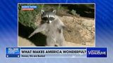Raccoons get busted: “We got caught, just act normal.”