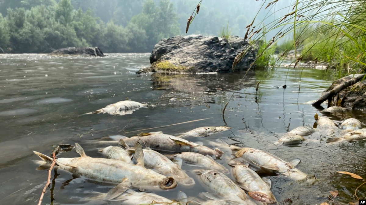 Tribe: California Wildfire Near Oregon Causes Fish Deaths