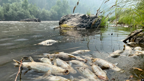 Tribe: California Wildfire Near Oregon Causes Fish Deaths