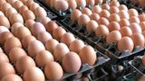 Egg prices up 70% year-over-year: Labor Department