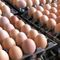 Egg prices up 70% year-over-year: Labor Department
