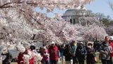 OUTDOORS NOW CLOSED: Feds ban visitors to blooming cherry blossoms at Jefferson Memorial