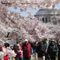 OUTDOORS NOW CLOSED: Feds ban visitors to blooming cherry blossoms at Jefferson Memorial