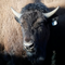 US Tribes Get Bison as They Seek to Restore Bond With Animal