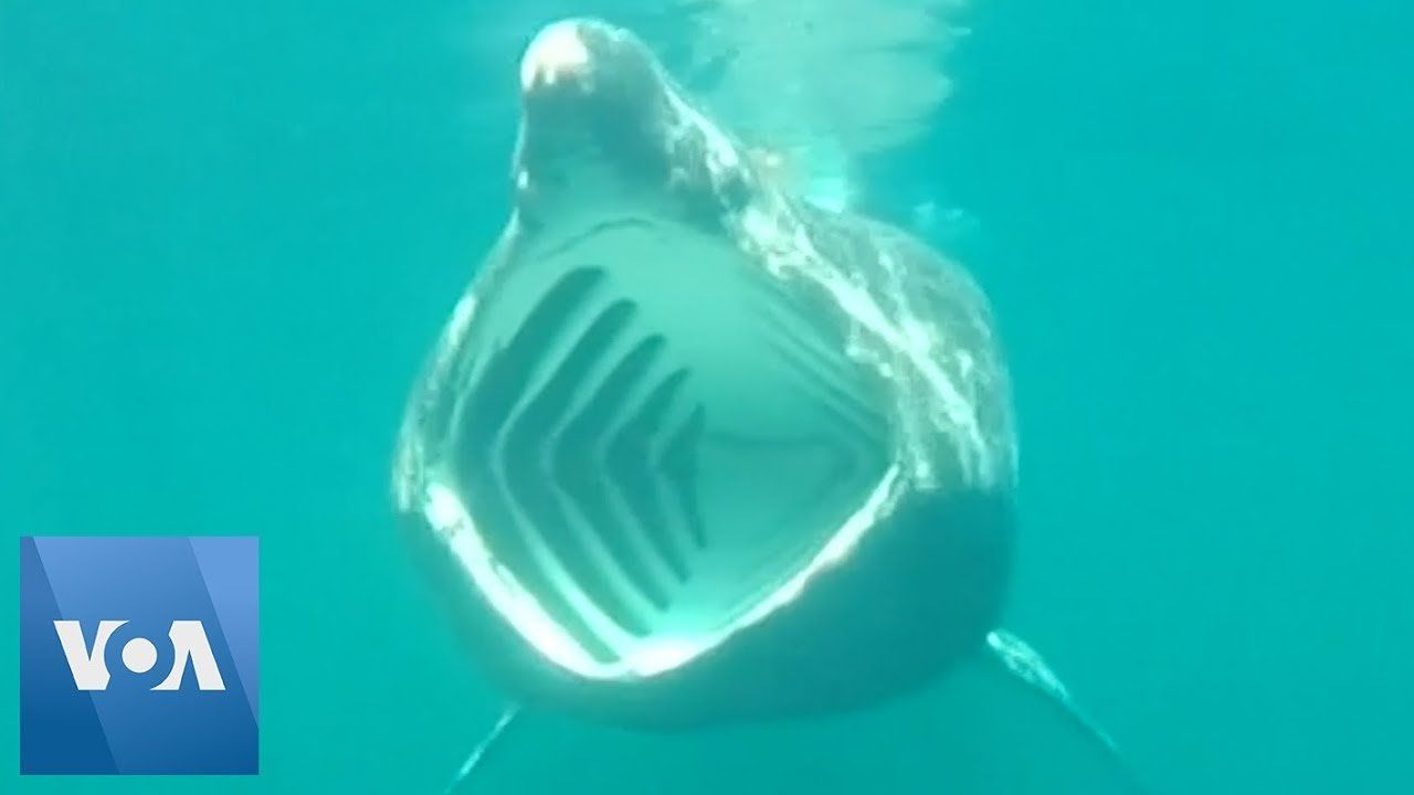 ‘Shark Cam’ Offers New Look at Life of Basking Shark