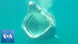‘Shark Cam’ Offers New Look at Life of Basking Shark