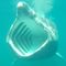 ‘Shark Cam’ Offers New Look at Life of Basking Shark