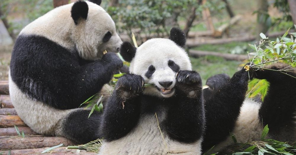 Xi confirms China to send 2 giant pandas to Atlanta zoo