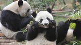 Two pandas from China safely arrive at the San Diego Zoo as part of conservation project