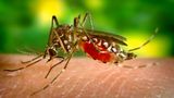 CDC issues malaria advisory after first cases found in US in two decades
