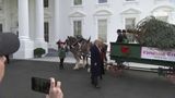 President Trump and the First Lady Participate in the White House Christmas Tree Delivery