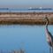 Large oil spill reaches California coast, triggering effort to protect scenic beaches