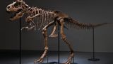 Private bidder snags 77-million-year-old dino skeleton for $6 million