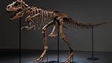 Over $1 million of dinosaur bones stolen from Utah, shipped to China